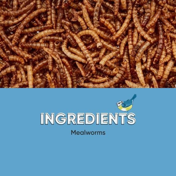 Happy Beaks - Meal Worms (Bag)